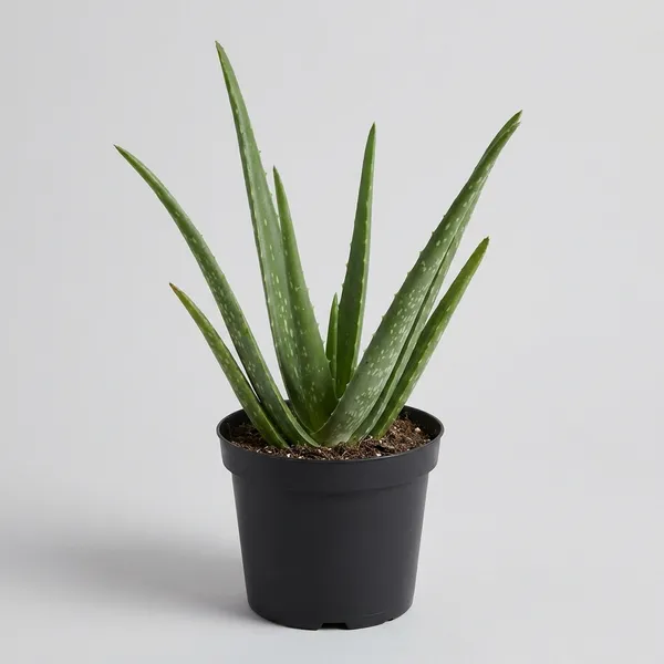 Green_Premium_Aloe_Vera_Live_Plant_For_Skin_Care_Home_Decor_Air_Purifying_Low_Maintenance_Indoor