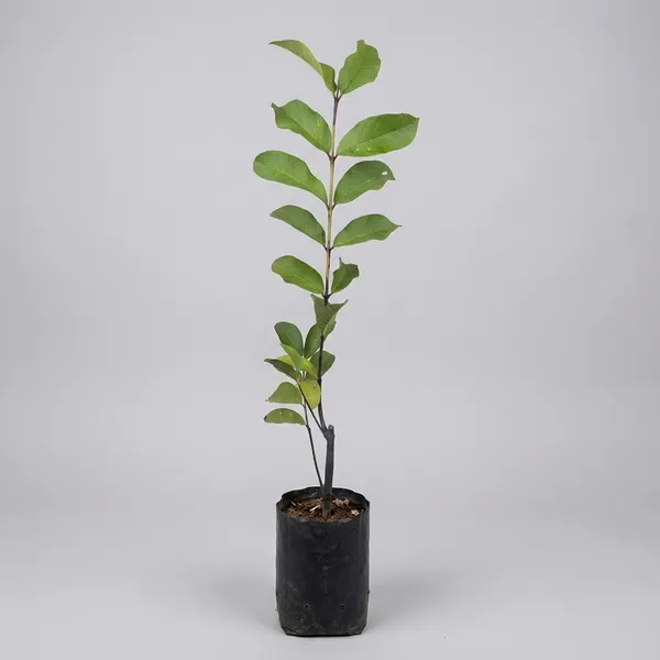 Green_Hybrid_Guava_Fruit_Plant_Amrud_Amrood_Rare_Apple_Variety_Live_Tree_For_Outdoor
