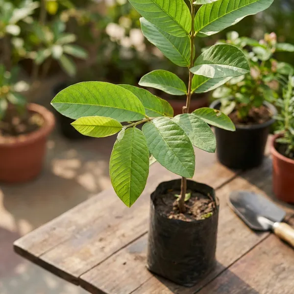 Green_Hybrid_Guava_Fruit_Plant_Amrud_Amrood_Rare_Apple_Variety_Live_Tree_For_Outdoor
