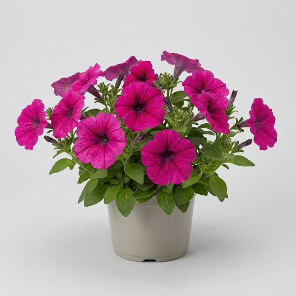 Pink_Petunia_Flowering_Plant_Live_Winter_Bloom_For_Home_Garden_Outdoor