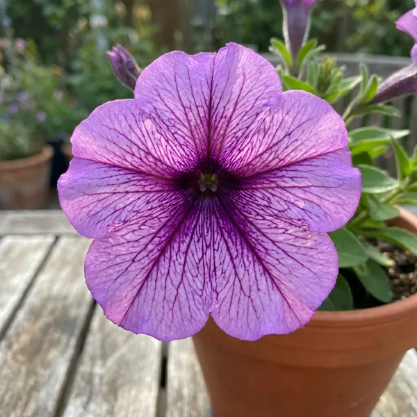 Purple_Vein_Petunia_Flowering_Plant_For_Outdoor