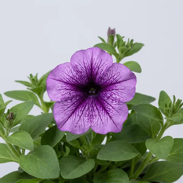 Purple_Vein_Petunia_Flowering_Plant_For_Outdoor