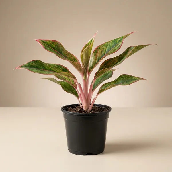 Green_Aglaonema_Lipstick_Premium_Red_Edged_Plant_For_Outdoor