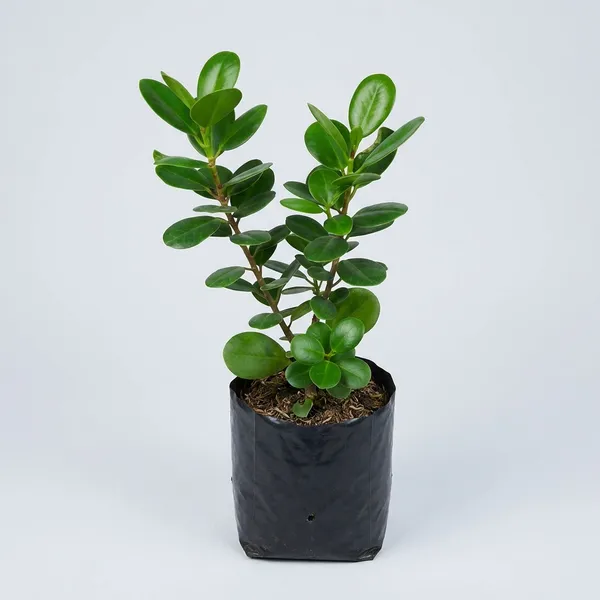Green_China_Bot_Plant_Smilax_Premium_Medicinal_Climbing_Vine_For_Outdoor