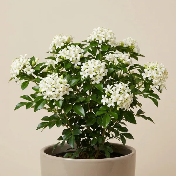 White_Kamini_Plant_Murraya_Paniculata_Dwarf_Orange_Jasmine_For_Indoor