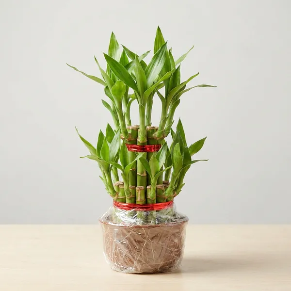 Green_Lucky_Bamboo_Dracaena_Sanderiana_Good_Luck_Plant_For_Indoor