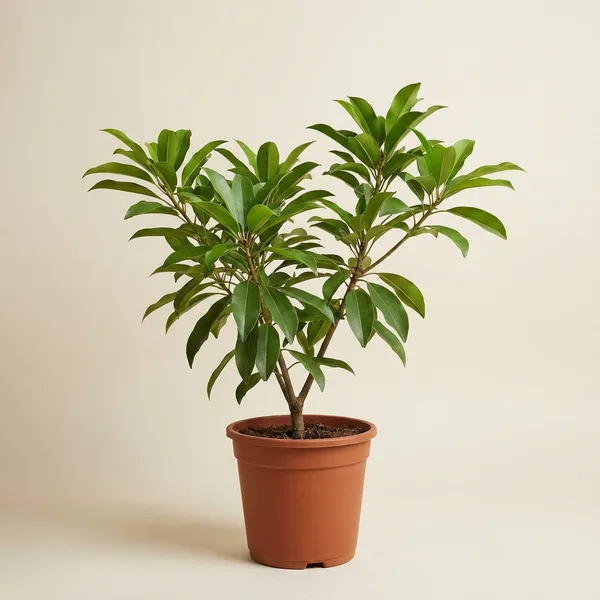 Brown_Sapodilla_Chikoo_Fruit_Plant_Premium_Grafted_Variety_For_Outdoor