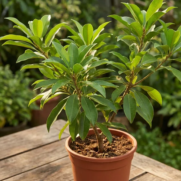Brown_Sapodilla_Chikoo_Fruit_Plant_Premium_Grafted_Variety_For_Outdoor