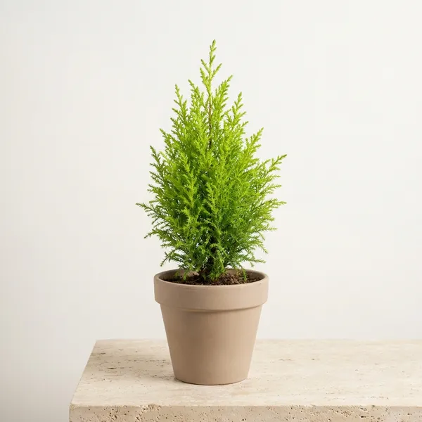 Green_Jhau_Plant_Casuarina_Tree_Equisetifolia_For_Indoor