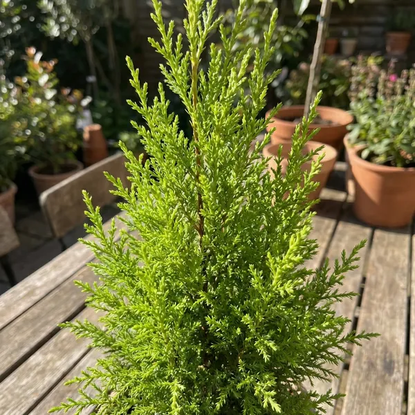 Green_Jhau_Plant_Casuarina_Tree_Equisetifolia_For_Indoor