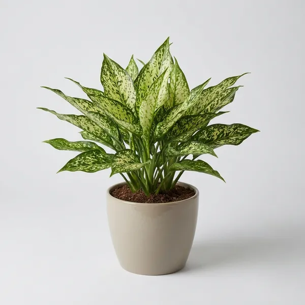 Green_Aglaonema_Snow_White_Chinese_Evergreen_For_Indoor