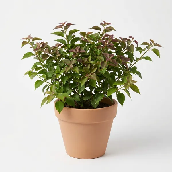 Green_Bougainvillea_Ornamental_Flowering_Plant_For_Outdoor
