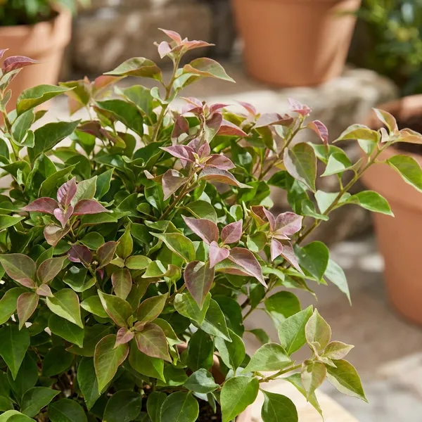 Green_Bougainvillea_Ornamental_Flowering_Plant_For_Outdoor