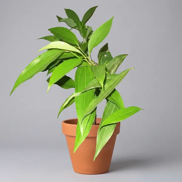 Green_Tejpata_Indian_Bay_Leaf_Live_Plant_For_Indoor