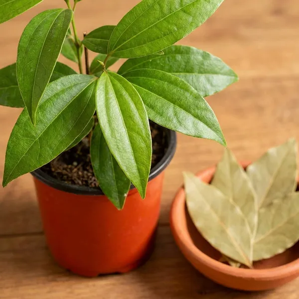 Green_Tejpata_Indian_Bay_Leaf_Plant_For_Outdoor
