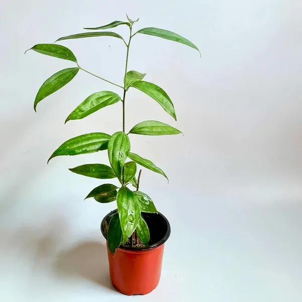 Green_Tejpata_Indian_Bay_Leaf_Plant_For_Outdoor