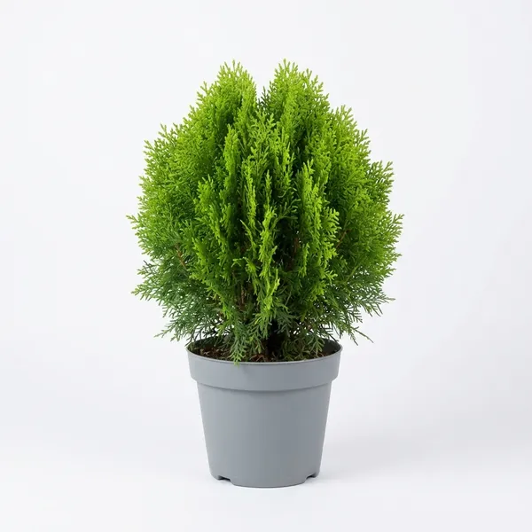 Green_Jhau_Morpankhi_Plant_For_Outdoor