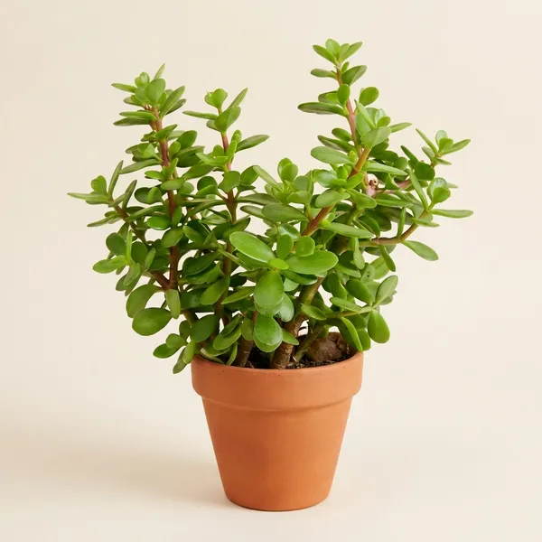 Green_Zade_Tree_Plant_Jade_Crassula_Ovata_For_Indoor