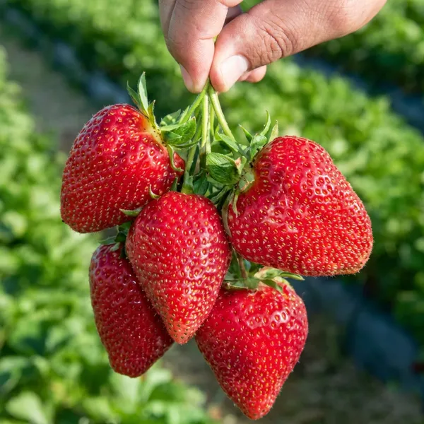 Red_Fresh_Strawberry_Fruit_Plant_For_Outdoor