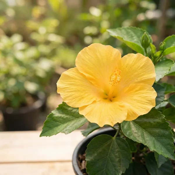 Yellow_Hibiscus_Hybrid_Flower_Plant_For_Outdoor