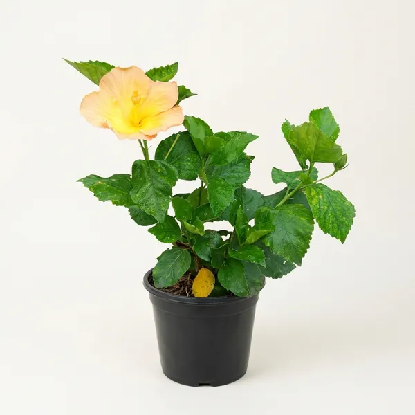 Yellow_Hibiscus_Hybrid_Flower_Plant_For_Outdoor
