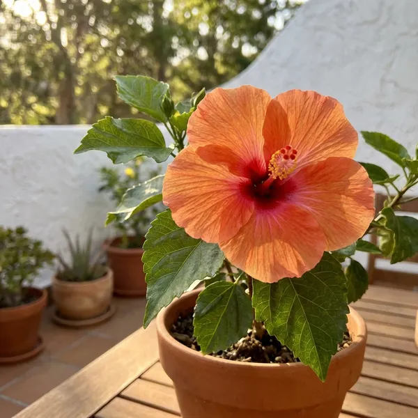 Red_Hibiscus_Orange_Hybrid_Plant_For_Outdoor