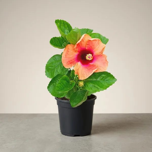 Red_Hibiscus_Orange_Hybrid_Plant_For_Outdoor