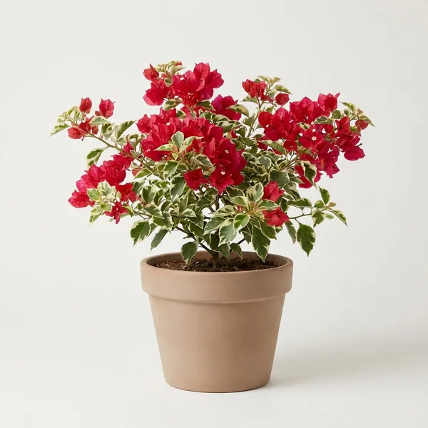 Red_Pink_Bougainvillea_For_Outdoor