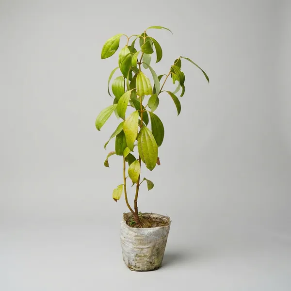 Green_Tejpata_Indian_Bay_Leaf_Plant_For_Outdoor