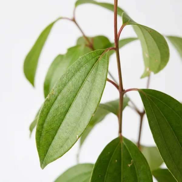 Green_Tejpata_Indian_Bay_Leaf_Plant_For_Outdoor