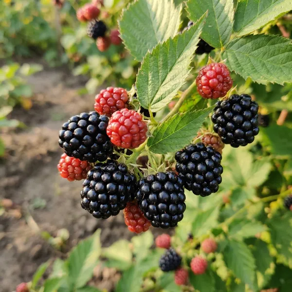 Black_Blackberry_Fruit_Plant_High_Yield_Variety_For_Outdoor