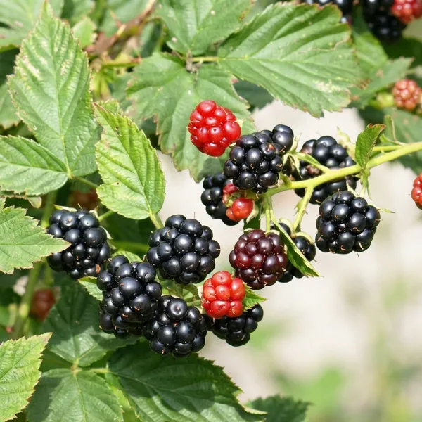 Black_Blackberry_Fruit_Plant_High_Yield_Variety_For_Outdoor