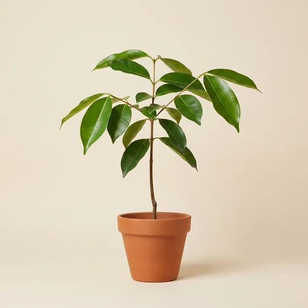 Black_Jamun_Plum_Grafted_Fruit_Plant_For_Outdoor