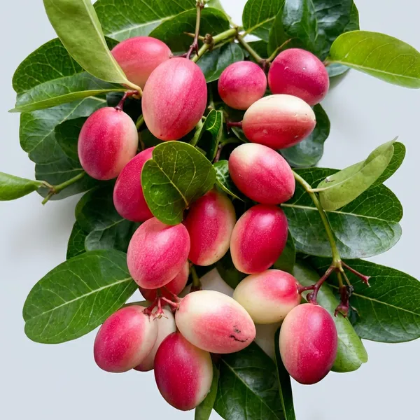 Red_Kormocha_Karonda_Plant_Carissa_Carandas_For_Outdoor