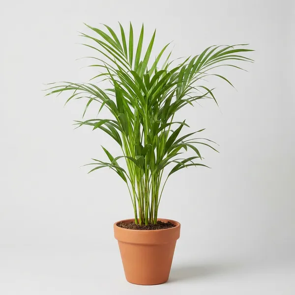 Green_Areca_Palm_Plant_Dypsis_Lutescens_For_Indoor