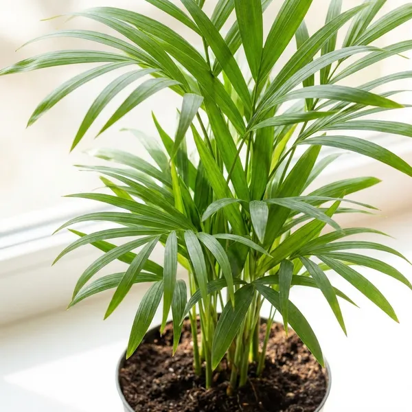 Green_Areca_Palm_Plant_Dypsis_Lutescens_For_Indoor