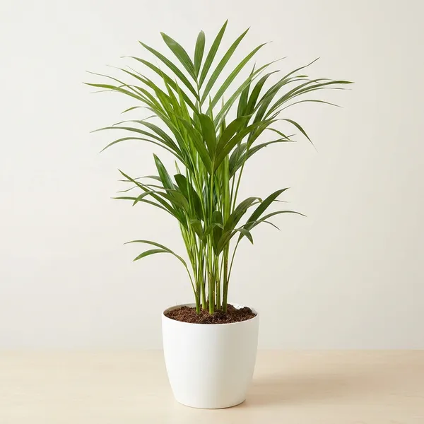 Green_Areca_Palm_Plant_Golden_Cane_For_Indoor