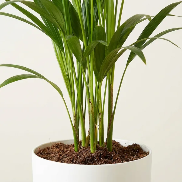 Green_Areca_Palm_Plant_Golden_Cane_For_Indoor
