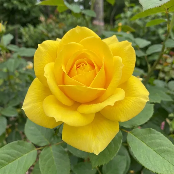 Yellow_Rose_For_Outdoor