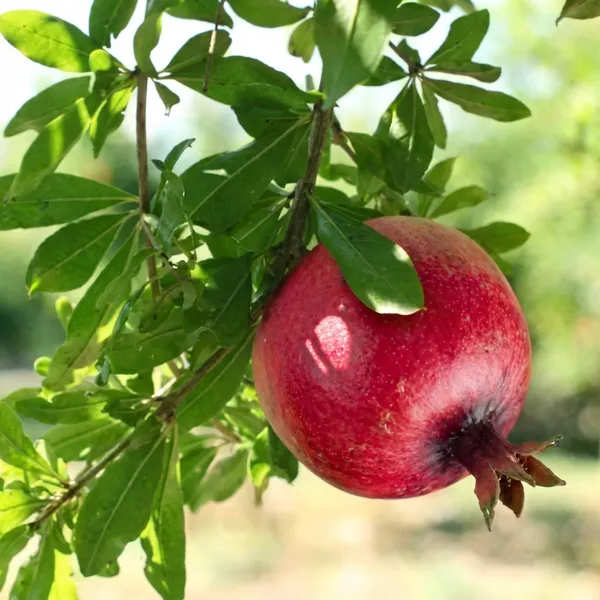 Red_Bedana_Pomegranate_Plant_For_Outdoor