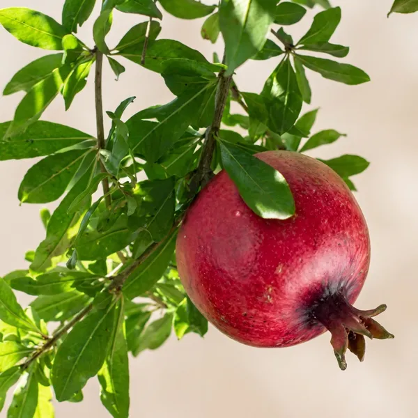 Red_Bedana_Pomegranate_Plant_For_Outdoor