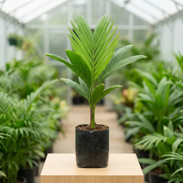 Green_Supari_Plant_For_Indoor