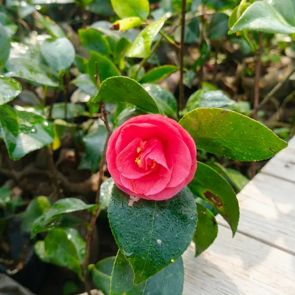 Red_Pink_Camelia_Plant_For_Outdoor