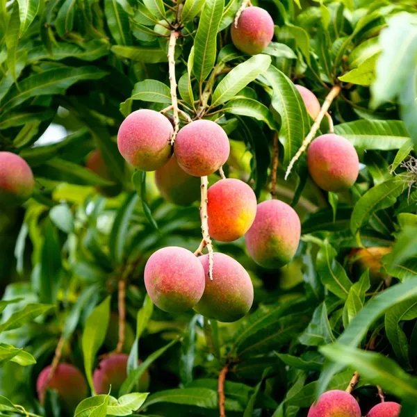 Pink_Mango_Plant_For_Outdoor