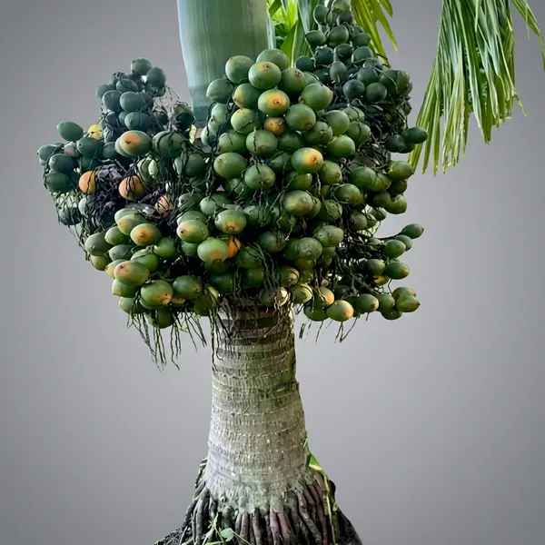 Green_Supari_For_Outdoor