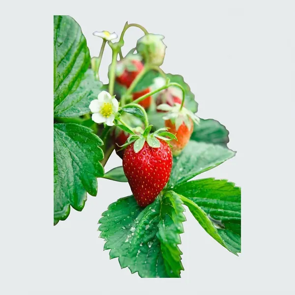 Green_Strawberry_Plant_For_Outdoor