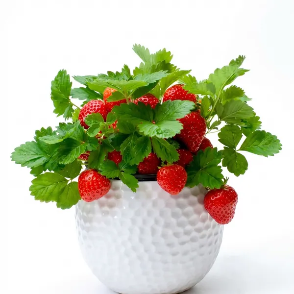 Red_Strawberry_Plant_For_Outdoor