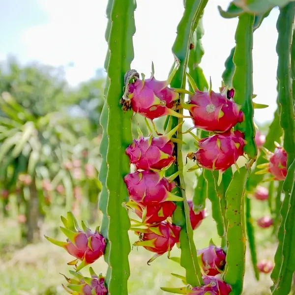 Red_Pink_Dragon_Fruit_Live_Plant_Pitaya_Hylocereus_For_Outdoor