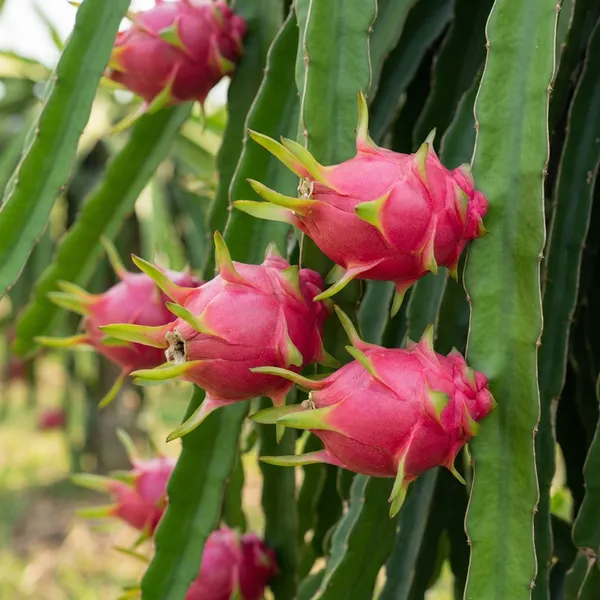 Red_Pink_Dragon_Fruit_Live_Plant_Pitaya_Hylocereus_For_Outdoor