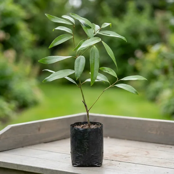 Green_Tejpata_Plant_For_Outdoor